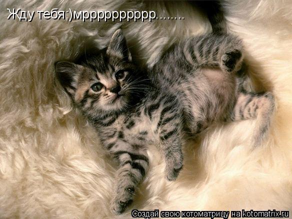 Жду тебя;)мрррррррррр........... Котоматрица: Жду тебя;)мрррррррррр........