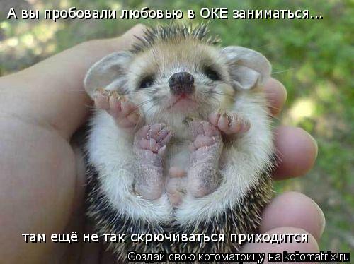 А вы пробовали любовью в ОКЕ заниматься... там ещё не так скрючиваться приходится... Котоматрица: А вы пробовали любовью в ОКЕ заниматься... там ещё не так скрючиваться приходится