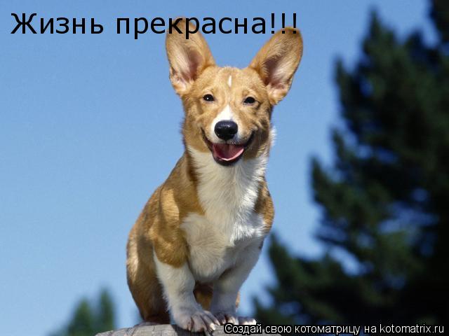 Жизнь прекрасна!!!... Котоматрица: Жизнь прекрасна!!!