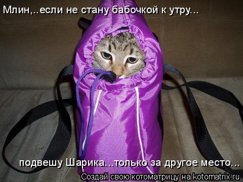 Млин,..если не стану бабочкой к утру... подвешу Шарика...только за другое место...... Котоматрица: Млин,..если не стану бабочкой к утру... подвешу Шарика...только за другое место...