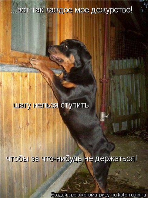 ...вот так каждое мое дежурство! шагу нельзя ступить чтобы за что-нибудь не держаться!... Котоматрица: ...вот так каждое мое дежурство! шагу нельзя ступить чтобы за что-нибудь не держаться!