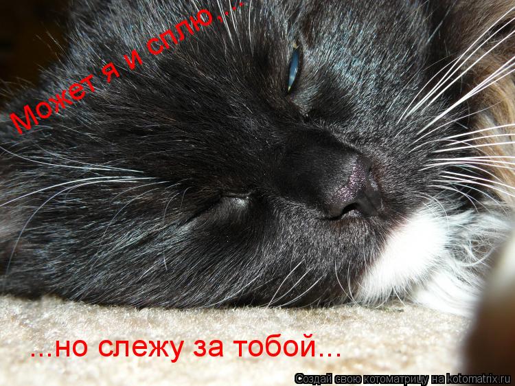 Котоматрица: ...но слежу за тобой... Может я и сплю,...