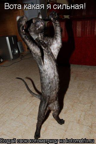 Вота какая я сильная!... Котоматрица: Вота какая я сильная!