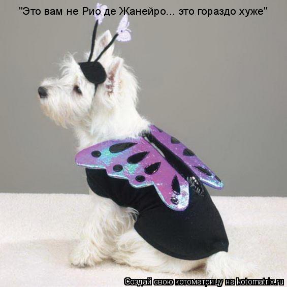 "Это вам не Рио де Жанейро... это гораздо хуже"... Котоматрица: "Это вам не Рио де Жанейро... это гораздо хуже"