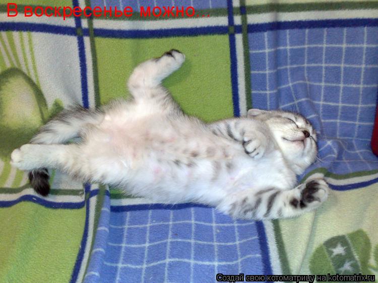 В воскресенье можно...... Котоматрица: В воскресенье можно...
