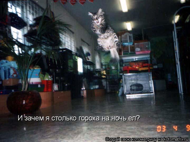 И зачем я столько гороха на ночь ел?... Котоматрица: И зачем я столько гороха на ночь ел?
