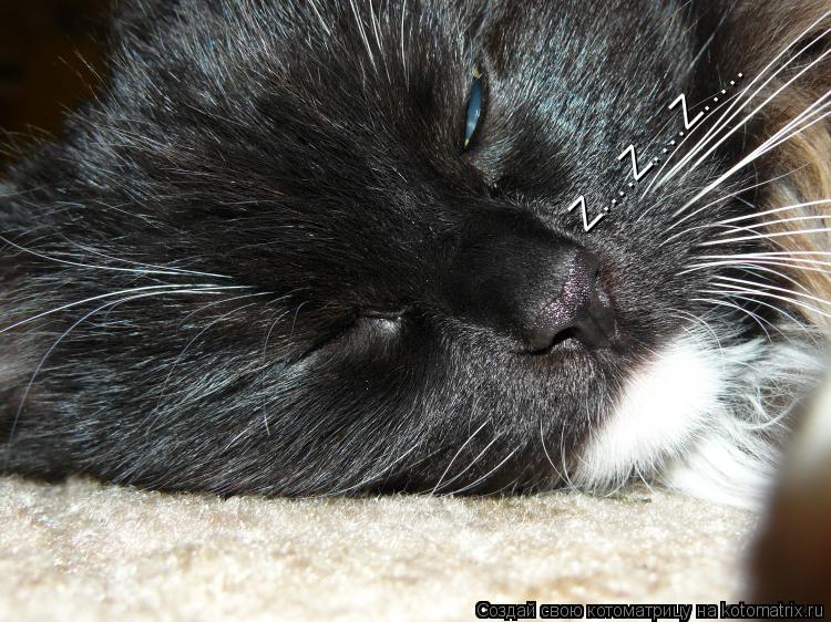 Котоматрица: Z....Z....Z.....