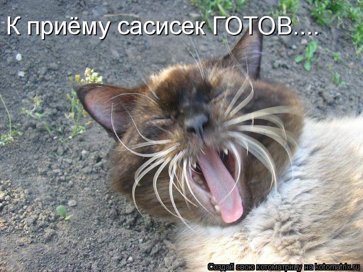 К приёму сасисек ГОТОВ....... Котоматрица: К приёму сасисек ГОТОВ....