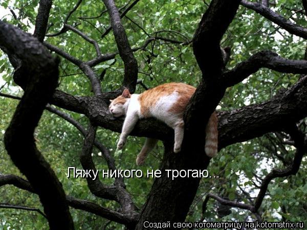 Ляжу никого не трогаю...... Котоматрица: Ляжу никого не трогаю...