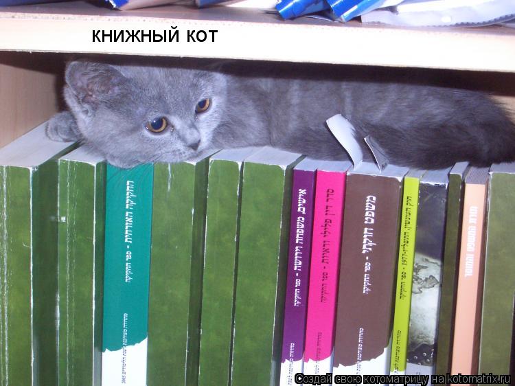 книжный кот... Котоматрица: книжный кот