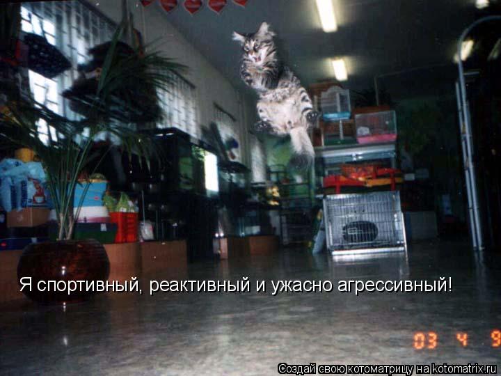 Я спортивный, реактивный и ужасно агрессивный!... Котоматрица: Я спортивный, реактивный и ужасно агрессивный!