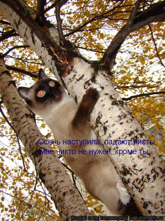 Осень наступила, падают листы, мне никто не нужен, кроме ты...... Котоматрица: Осень наступила, падают листы, мне никто не нужен, кроме ты...