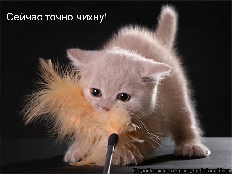 Сейчас точно чихну!... Котоматрица: Сейчас точно чихну!