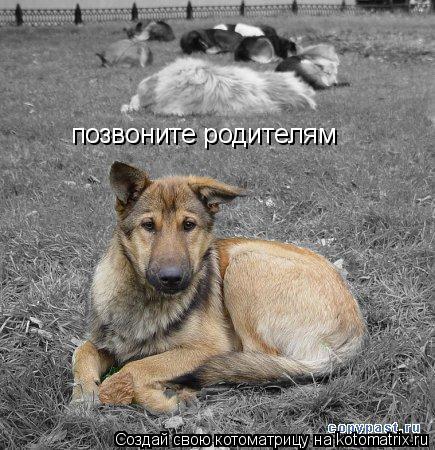 позвоните родителям... Котоматрица: позвоните родителям