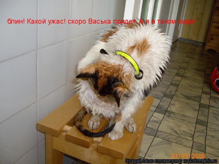 Котоматрица: блин! Какой ужас! скоро Васька придет. А я в таком виде!