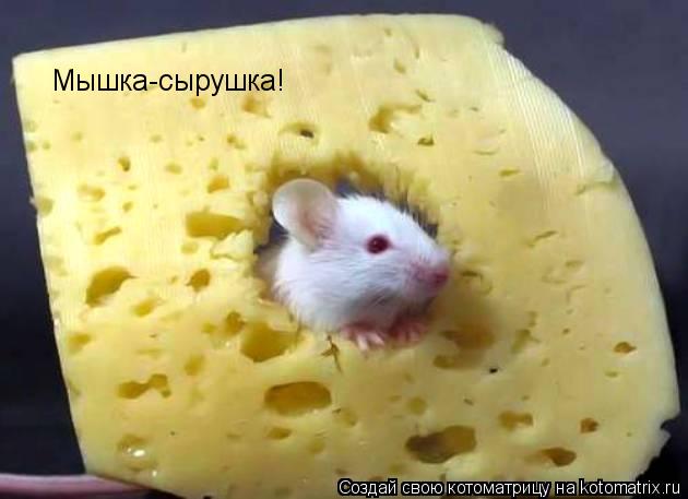 Мышка-сырушка!... Котоматрица: Мышка-сырушка!