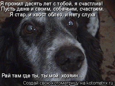 Я прожил десять лет с тобой, я счастлив! Пусть даже и своим, собачьим, счастьем. Я стар, и хвост об... Котоматрица: Я прожил десять лет с тобой, я счастлив! Пусть даже и своим, собачьим, счастьем. Я стар, и хвост облез, и нету слуха Рай там где ты, ты мой хоз