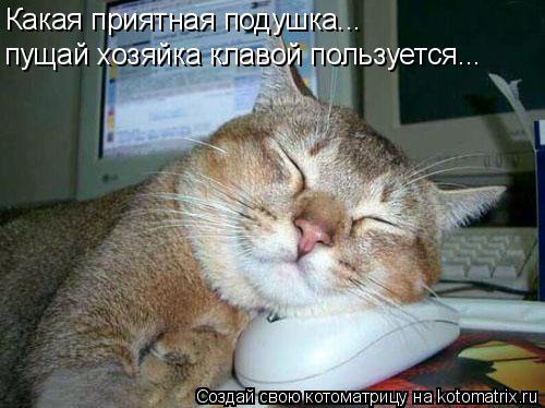Какая приятная подушка... пущай хозяйка клавой пользуется...... Котоматрица: Какая приятная подушка... пущай хозяйка клавой пользуется...