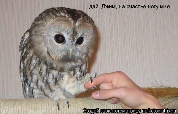 дай, Джим, на счастье ногу мне... Котоматрица: дай, Джим, на счастье ногу мне