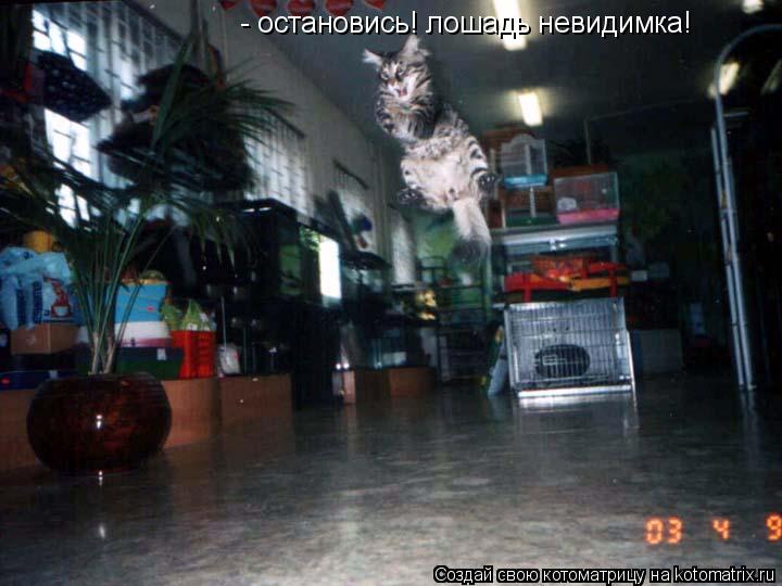 - остановись! лошадь невидимка!... Котоматрица: - остановись! лошадь невидимка!