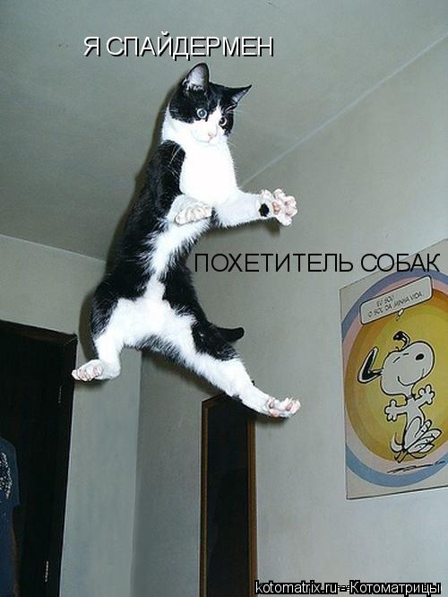 Я СПАЙДЕРМЕН ПОХЕТИТЕЛЬ СОБАК... Котоматрица: Я СПАЙДЕРМЕН ПОХЕТИТЕЛЬ СОБАК