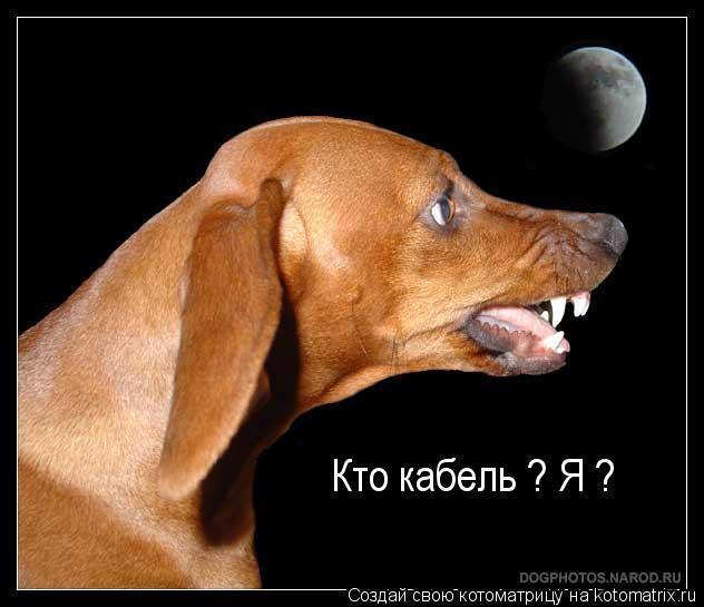 Кто кабель ? Я ?... Котоматрица: Кто кабель ? Я ?