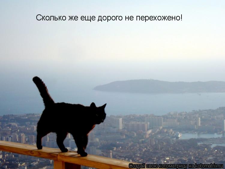 Сколько же еще дорого не перехожено!... Котоматрица: Сколько же еще дорого не перехожено!