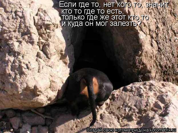 Если где то, нет кого то, значит, кто то где то есть, только где же этот кто то и куда он мог залез... Котоматрица: Если где то, нет кого то, значит, кто то где то есть, только где же этот кто то и куда он мог залезть?
