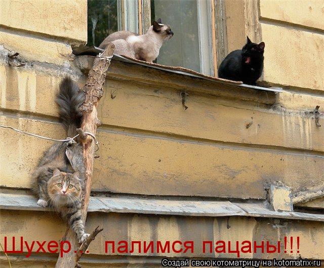 Шухер... палимся пацаны!!!... Котоматрица: Шухер... палимся пацаны!!!