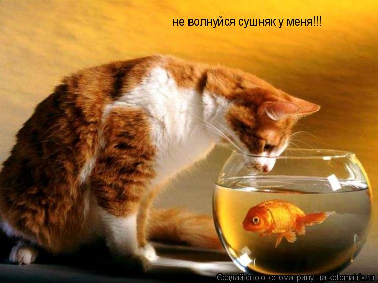 не волнуйся сушняк у меня!!!... Котоматрица: не волнуйся сушняк у меня!!!