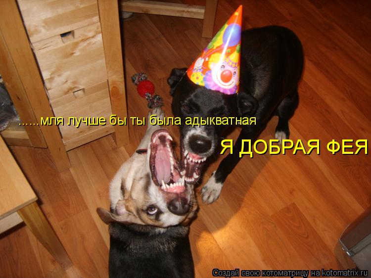 Я ДОБРАЯ ФЕЯ ......мля лучше бы ты была адыкватная... Котоматрица: Я ДОБРАЯ ФЕЯ ......мля лучше бы ты была адыкватная
