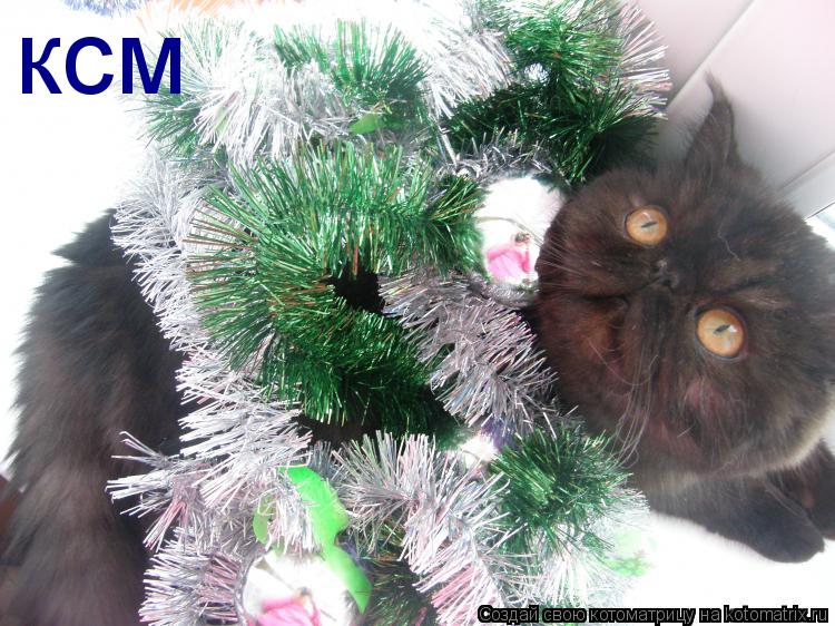 ксм... Котоматрица: ксм