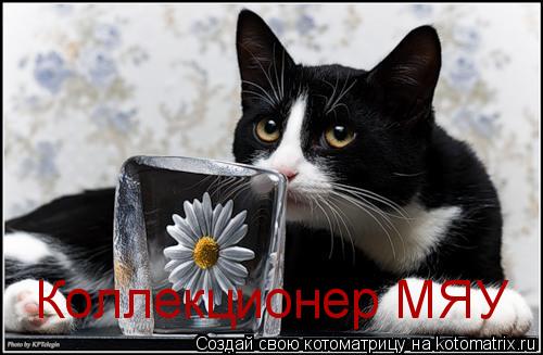Коллекционер МЯУ... Котоматрица: Коллекционер МЯУ