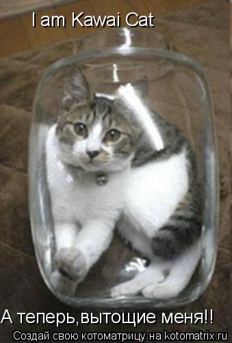 I am Kawai Cat А теперь,вытощие меня!!... Котоматрица: I am Kawai Cat А теперь,вытощие меня!!