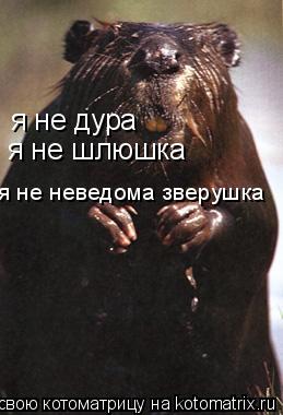 я не дура я не шлюшка я не неведома зверушка... Котоматрица: я не дура я не шлюшка я не неведома зверушка