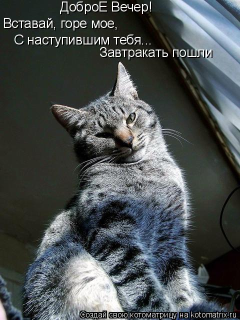 С наступившим тебя... Завтракать пошли Вставай, горе мое, ДоброЕ Вечер!... Котоматрица: С наступившим тебя... Завтракать пошли Вставай, горе мое, ДоброЕ Вечер!