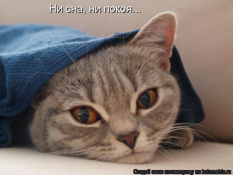 Котоматрица: Ни сна, ни покоя...