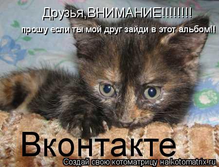 Друзья,ВНИМАНИЕ!!!!!!!! прошу если ты мой друг зайди в этот альбом!! Вконтакте... Котоматрица: Друзья,ВНИМАНИЕ!!!!!!!! прошу если ты мой друг зайди в этот альбом!! Вконтакте