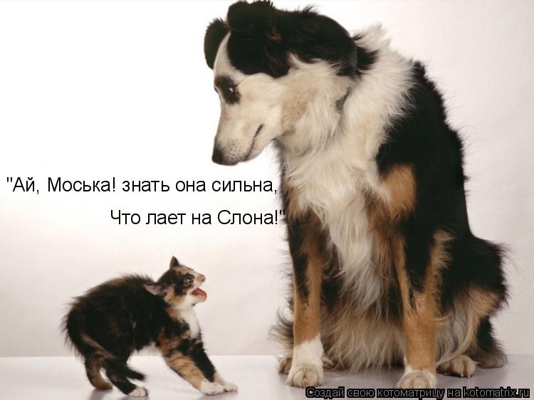 "Ай, Моська! знать она сильна, Что лает на Слона!"... Котоматрица: "Ай, Моська! знать она сильна, Что лает на Слона!"