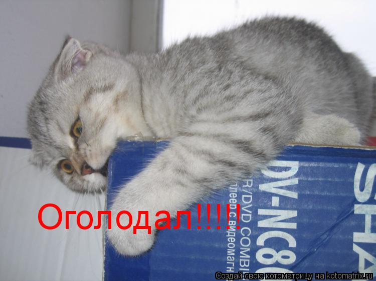 Оголодал!!!!!... Котоматрица: Оголодал!!!!!