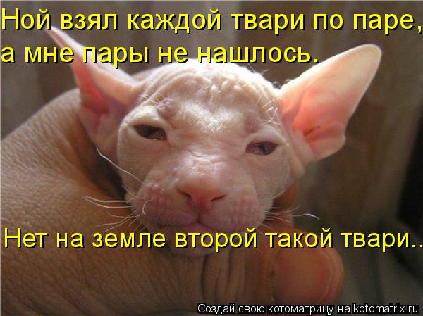 Ной взял каждой твари по паре, . а мне пары не нашлось. Нет на земле второй такой твари...... Котоматрица: Ной взял каждой твари по паре, . а мне пары не нашлось. Нет на земле второй такой твари...