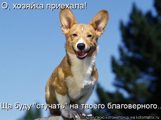 О, хозяйка приехала! Ща буду "стучать" на твоего благоверного...... Котоматрица: О, хозяйка приехала! Ща буду "стучать" на твоего благоверного...