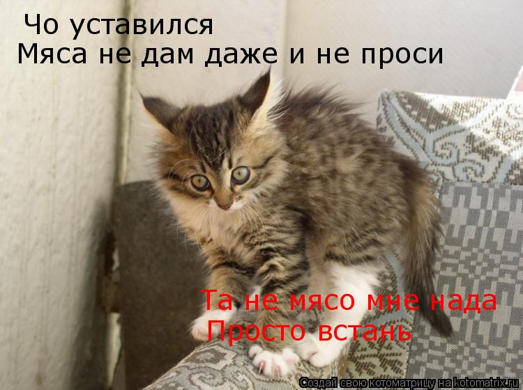 Котоматрица: Чо уставился Мяса не дам даже и не проси Та не мясо мне нада Просто встань