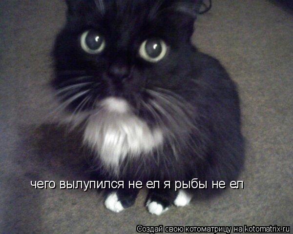 чего вылупился не ел я рыбы не ел... Котоматрица: чего вылупился не ел я рыбы не ел