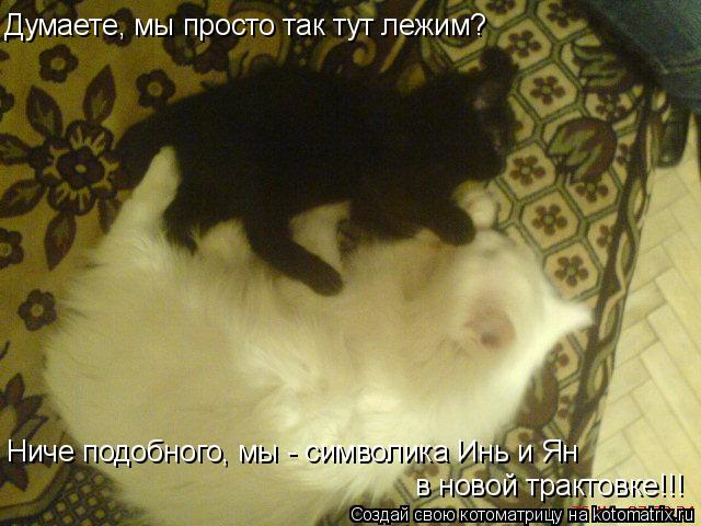 Думаете, мы просто так тут лежим? Ниче подобного, мы - символика Инь и Ян в новой трактовке!!!... Котоматрица: Думаете, мы просто так тут лежим? Ниче подобного, мы - символика Инь и Ян в новой трактовке!!!