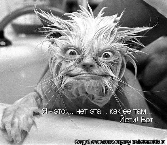 Я - это.... нет эта... как ее там... Йети! Вот...... Котоматрица: Я - это.... нет эта... как ее там... Йети! Вот...