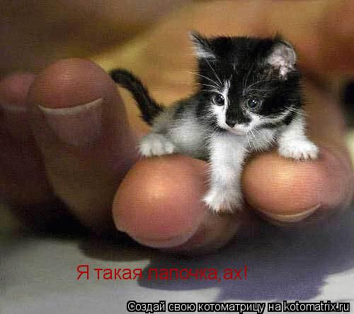 Я такая лапочка,ах!... Котоматрица: Я такая лапочка,ах!