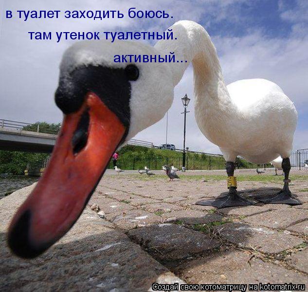 в туалет заходить боюсь. там утенок туалетный. активный...... Котоматрица: в туалет заходить боюсь. там утенок туалетный. активный...