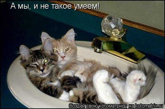 А мы, и не такое умеем!... Котоматрица: А мы, и не такое умеем!
