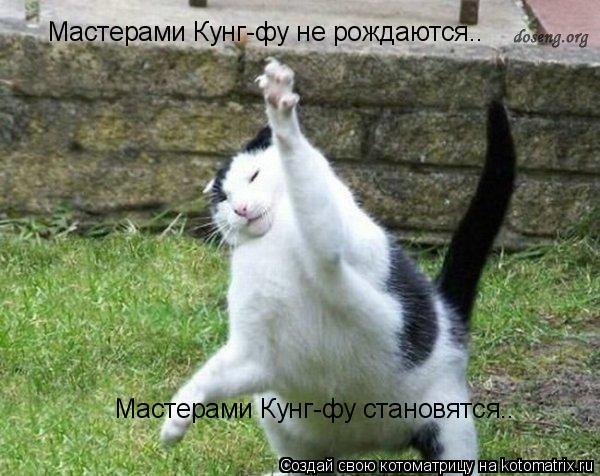 Мастерами Кунг-фу не рождаются.. Мастерами Кунг-фу становятся..... Котоматрица: Мастерами Кунг-фу не рождаются.. Мастерами Кунг-фу становятся..